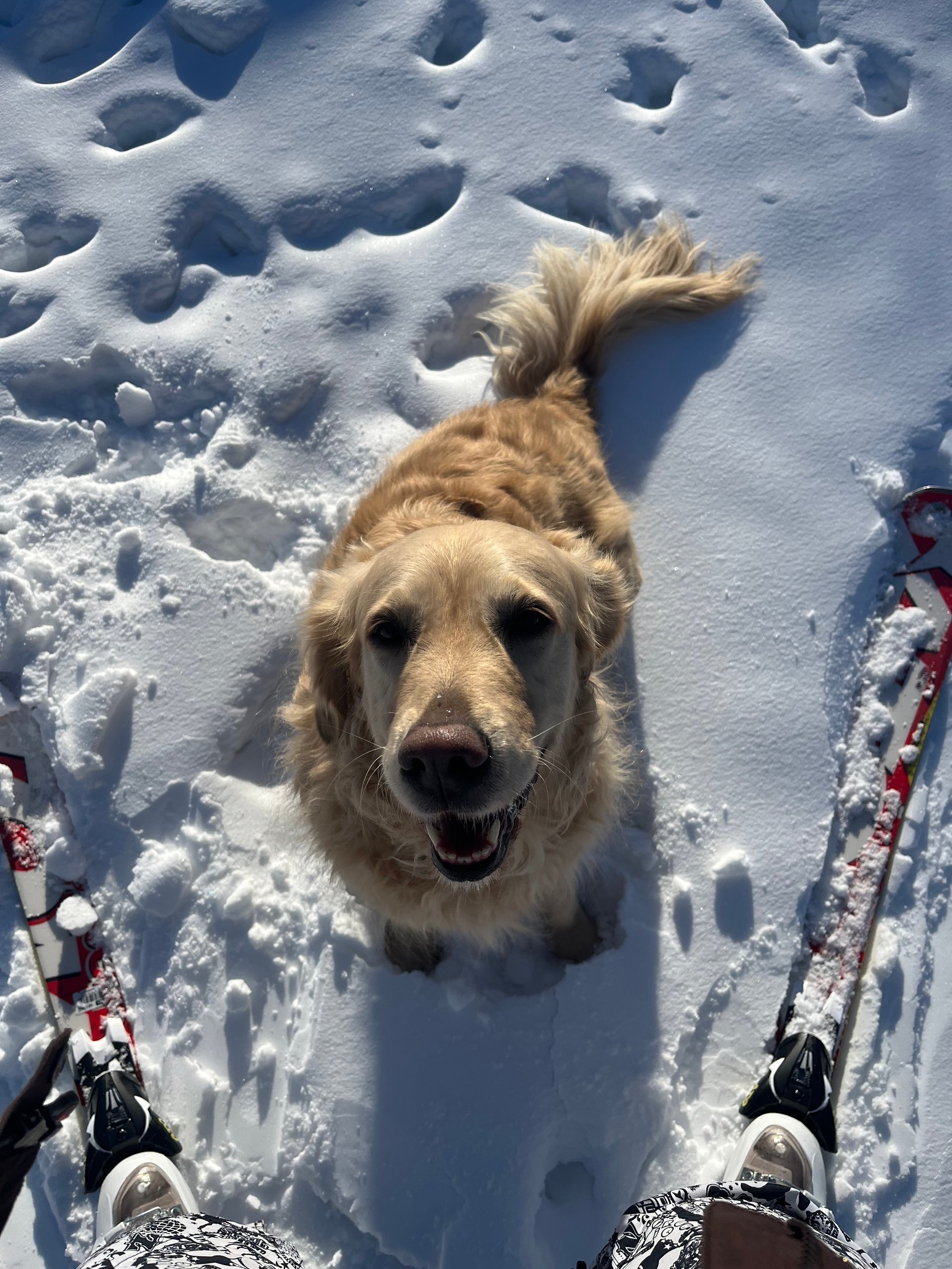 Photo of Sierra