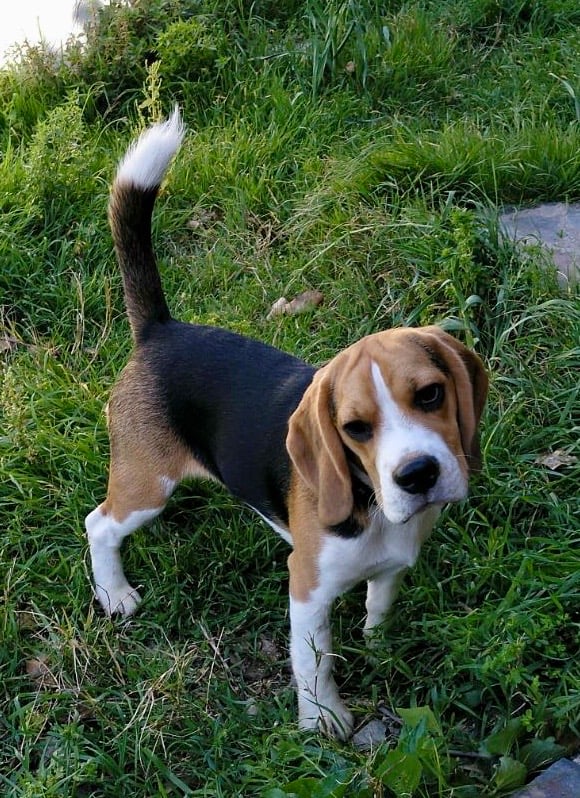Foto 2 van Agente Cooper 