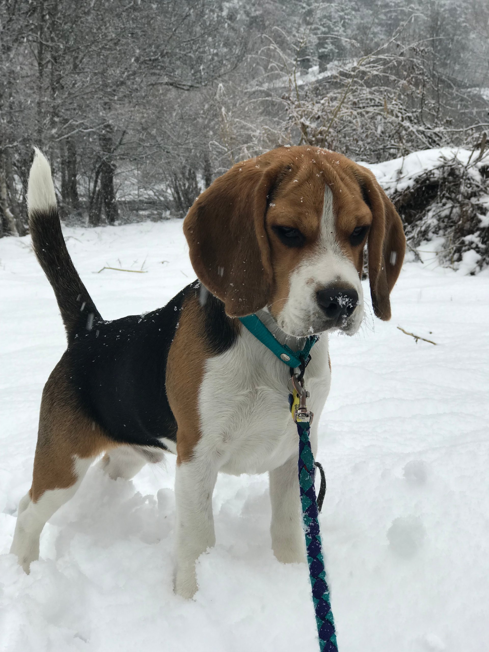 Foto van Agente Cooper 
