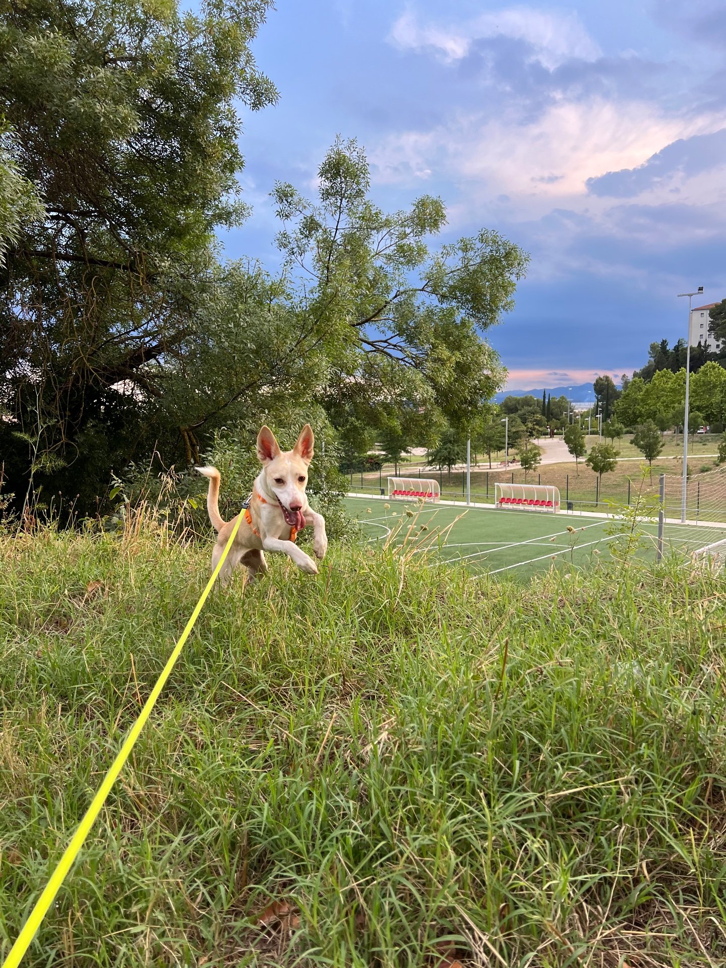 Photo of Estrella 