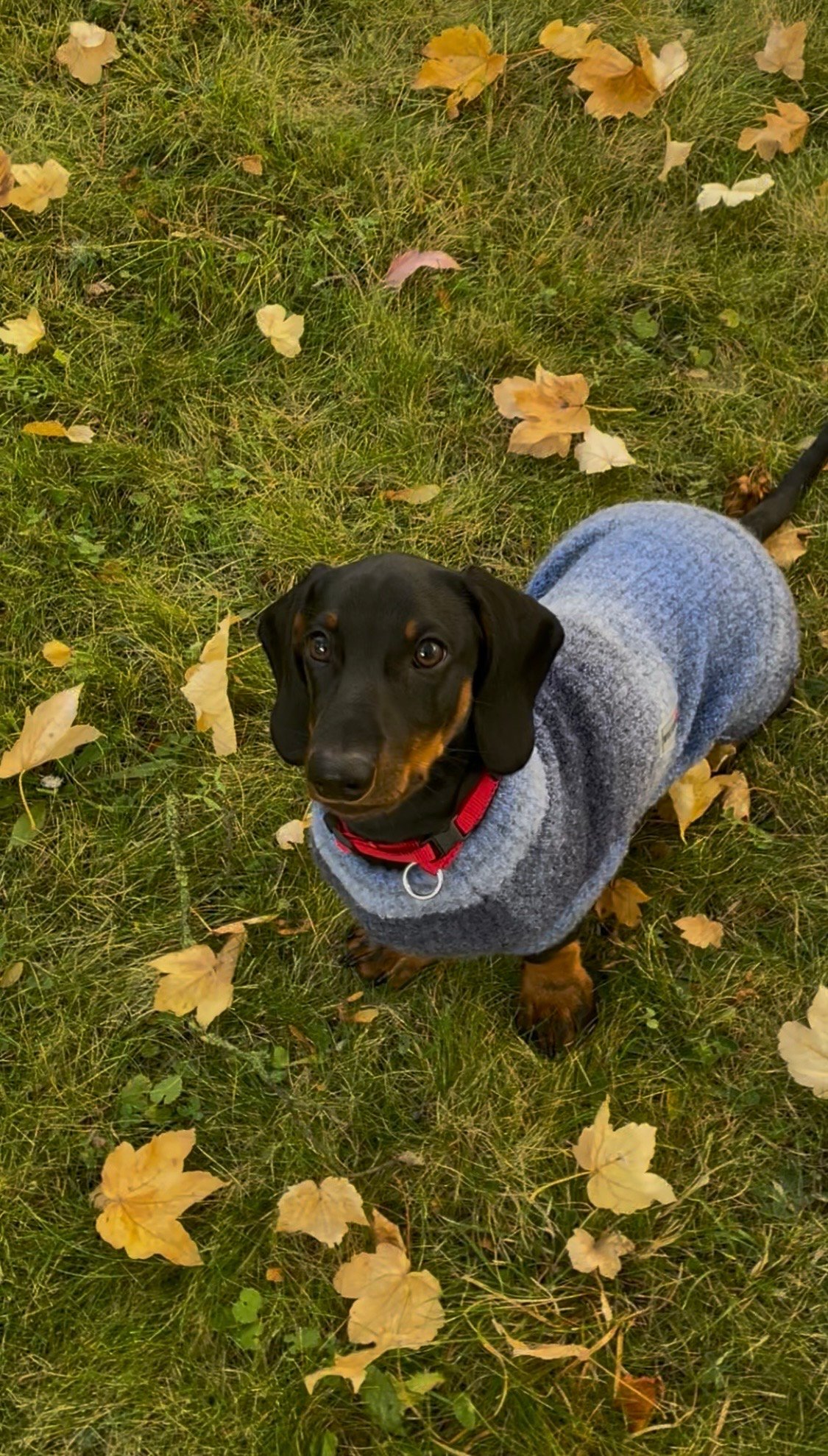 Foto de Freddie