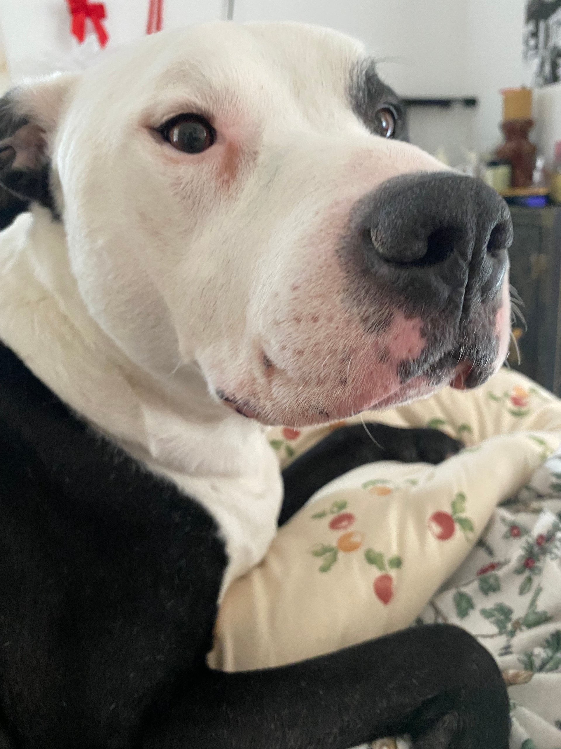 Photo of Cali