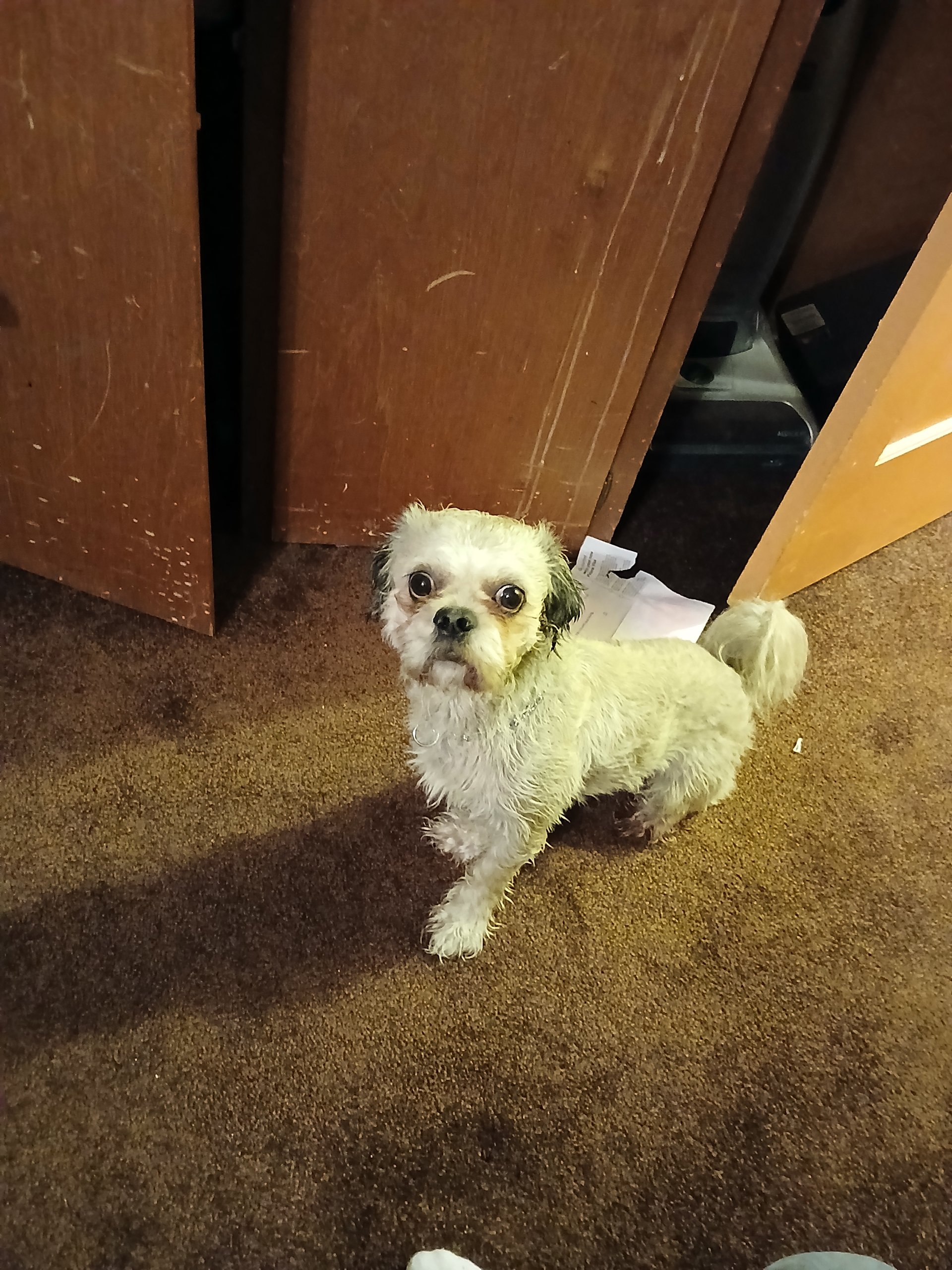 Photo of Roscoe 